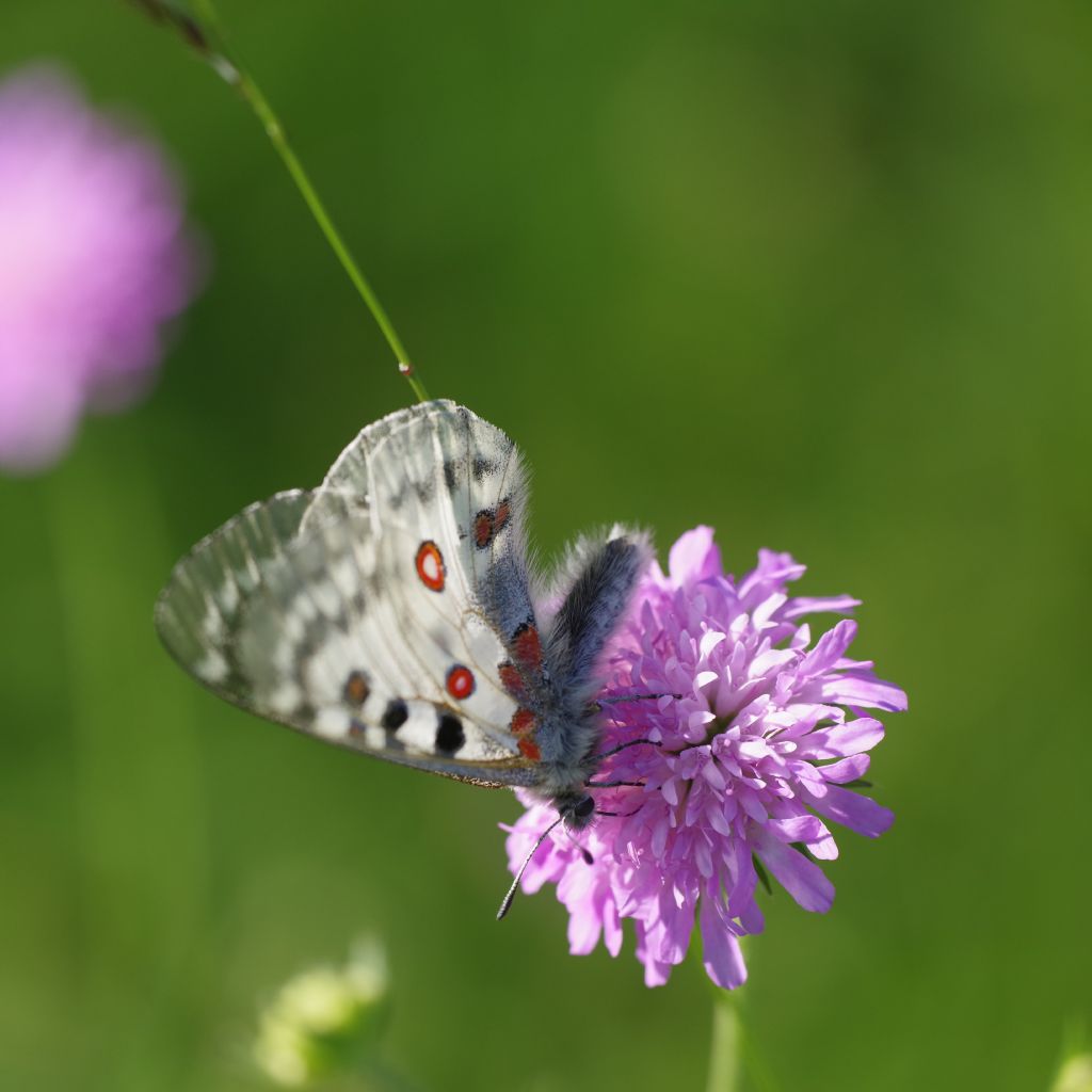 Parnassius apollo